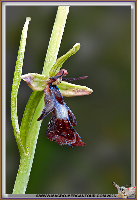 Ophrys mouche